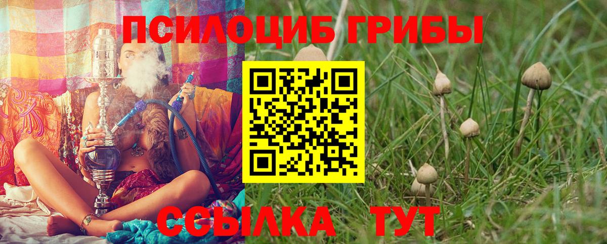 Галлюциногенные грибы Psilocybe Карачаевск
